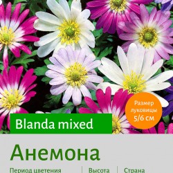 Анемона (Anemone) Blanda mixed